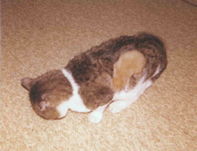 Teddy + Hamster