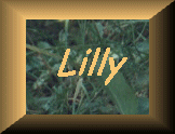 Lilly-Link