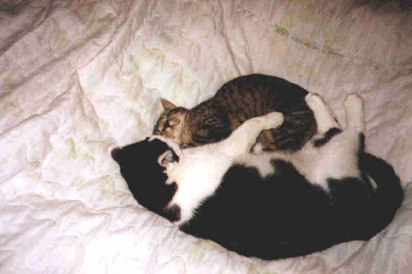 Speedy+Lilli