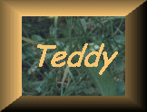Teddy-Link